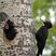 Black Woodpecker